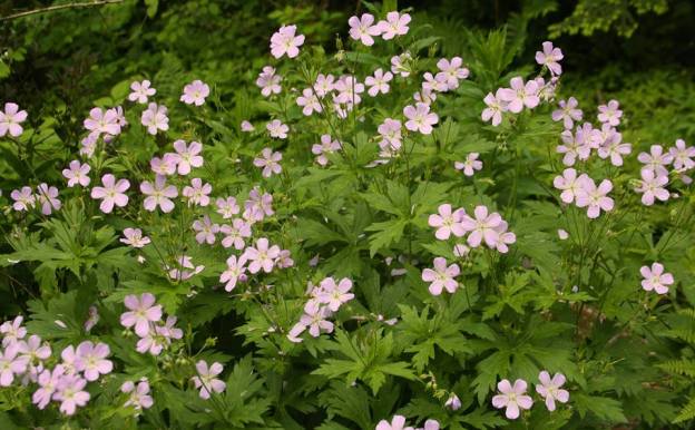 Geranium maculatum
