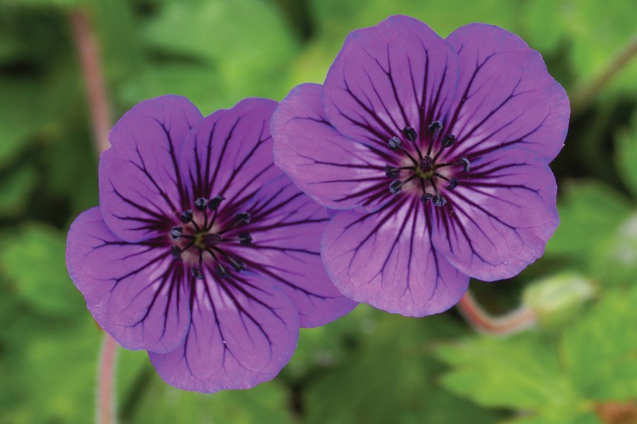Geranium Mary Anne