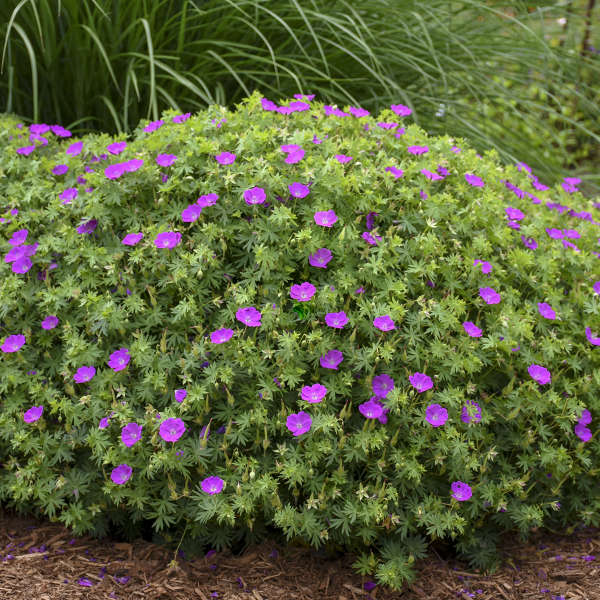 Geranium 'New Hampshire Purple'