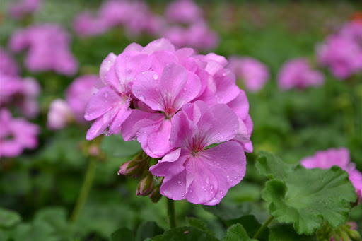 Pelargonium Patriot Lavender Blue