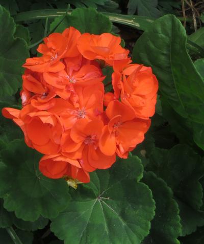 Pelargonium Rocky Mt Orange