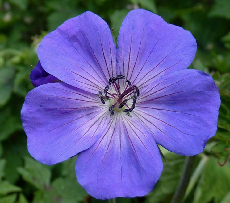 Geranium 'Rozanne'