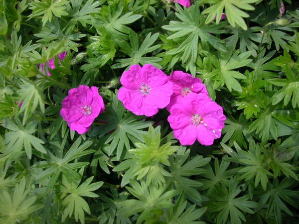 Geranium sanguineum