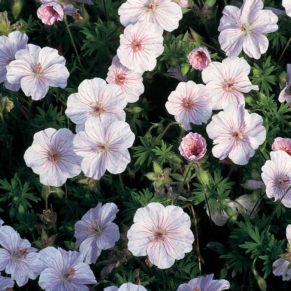 Geranium sanguineum 'Striatum'