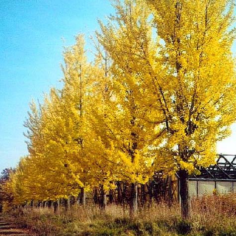 Ginkgo biloba 'Princeton Sentry'