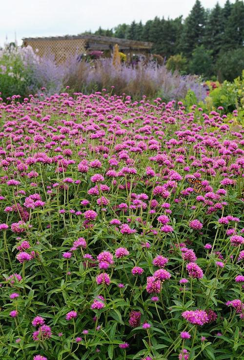 Gomphrena Truffula Pink