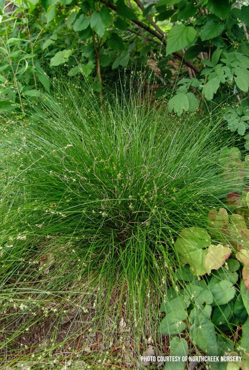 Carex appalachica