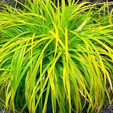 Grass Everillo