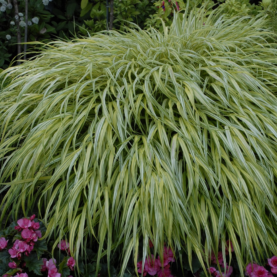 Hakonechloa m. 'Aureola'