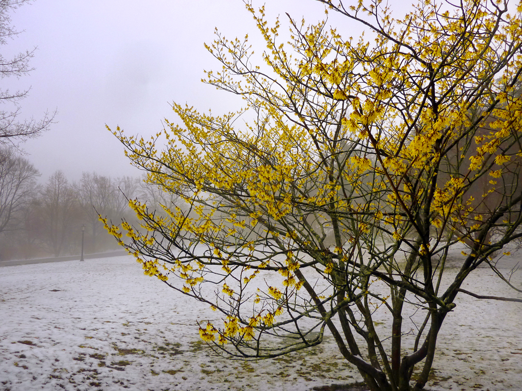 Hamamelis x interm. 'Arnold Promise'