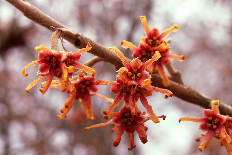 Hamamelis vernalis