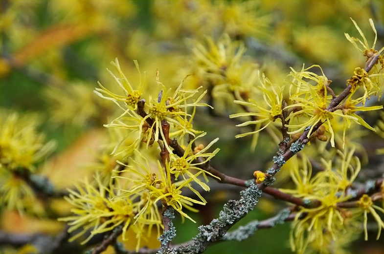 Hamamelis virginiana