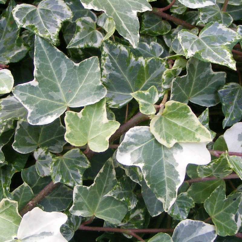 Hedera helix 'Glacier'