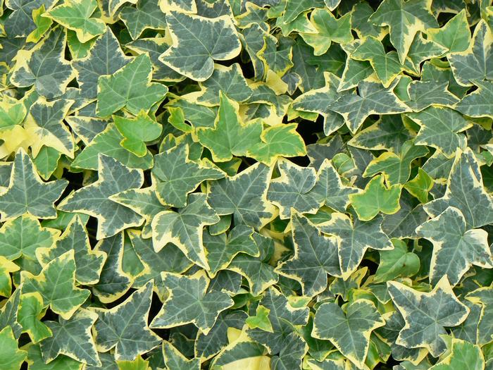 Hedera helix Gold Child