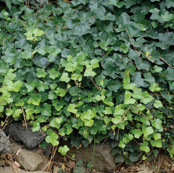 Hedera helix 'Thorndale'