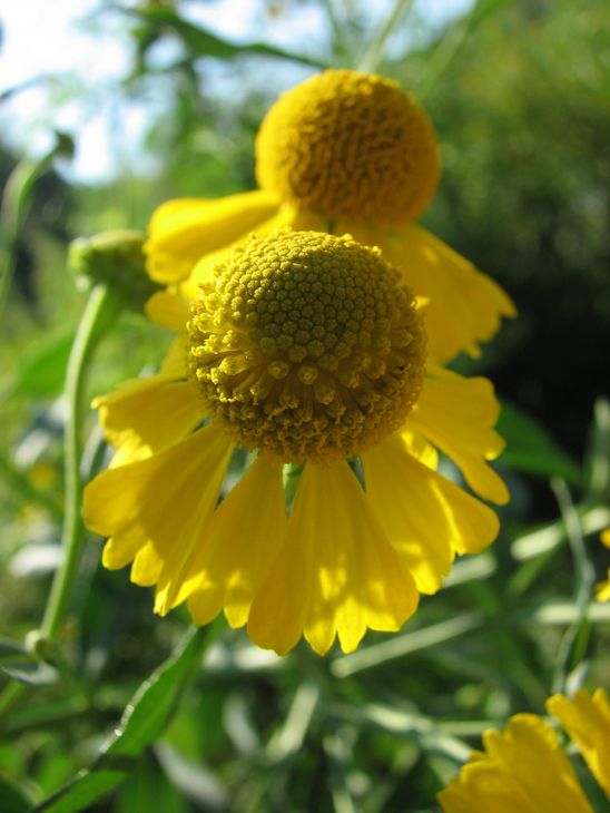 Helenium Autumnale