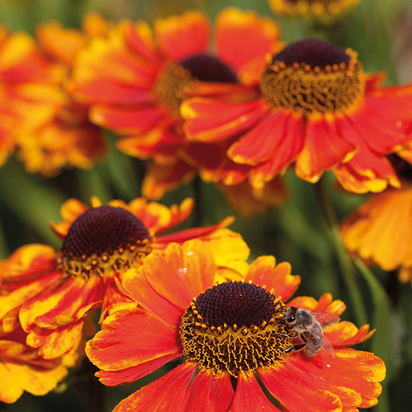 Helenium 'Mardi Gras'