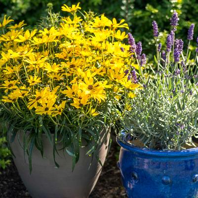 Helianthus salicifolius 'Autumn Gold