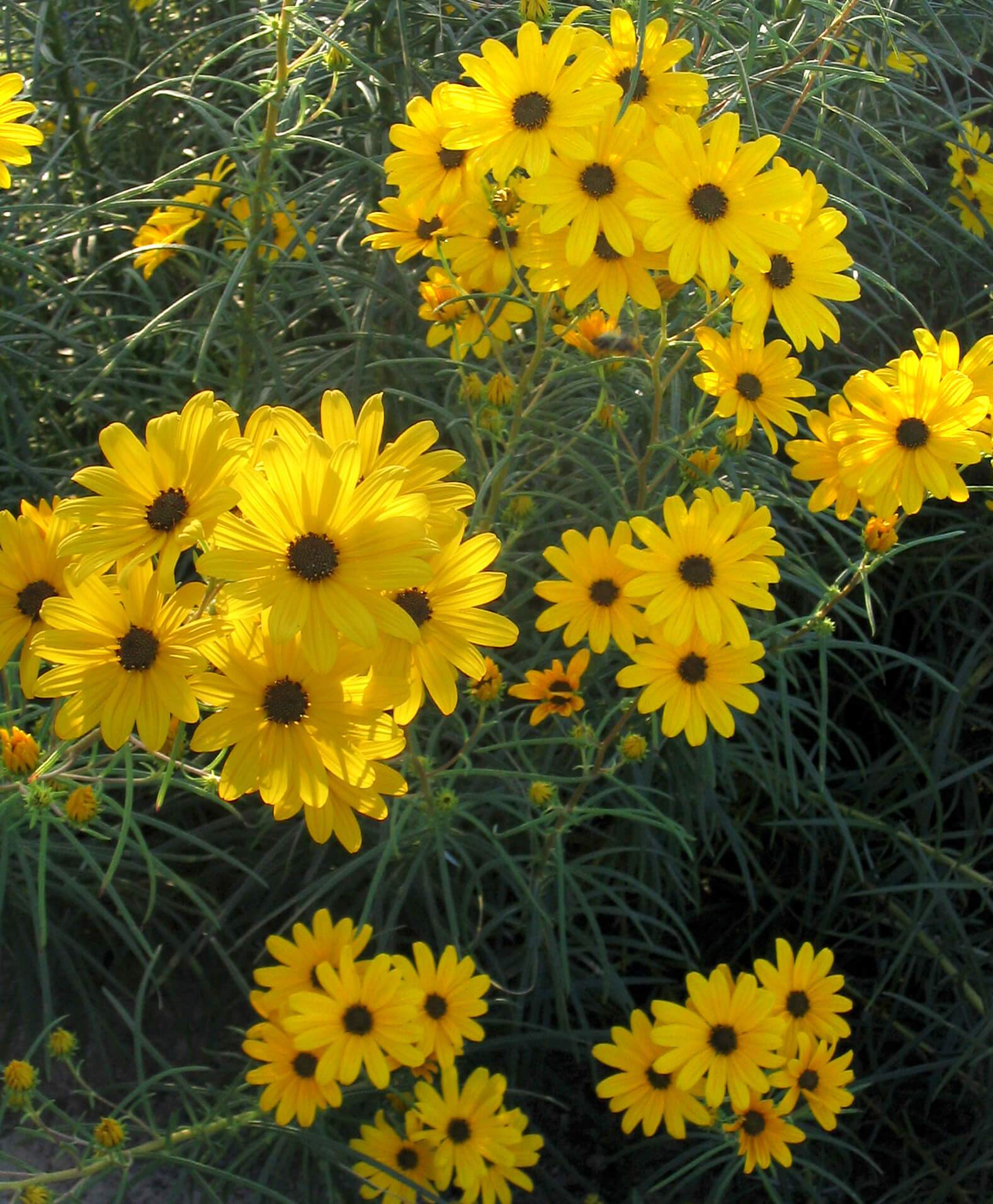 Helianthus 'First Light'