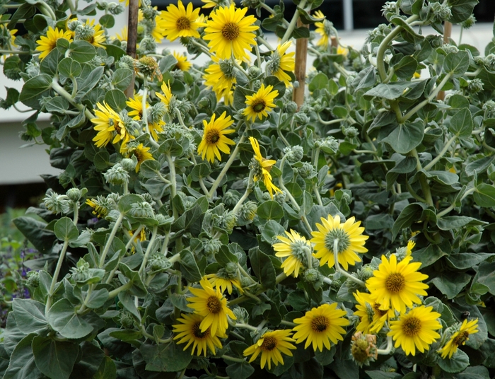 Helianthus Mollis