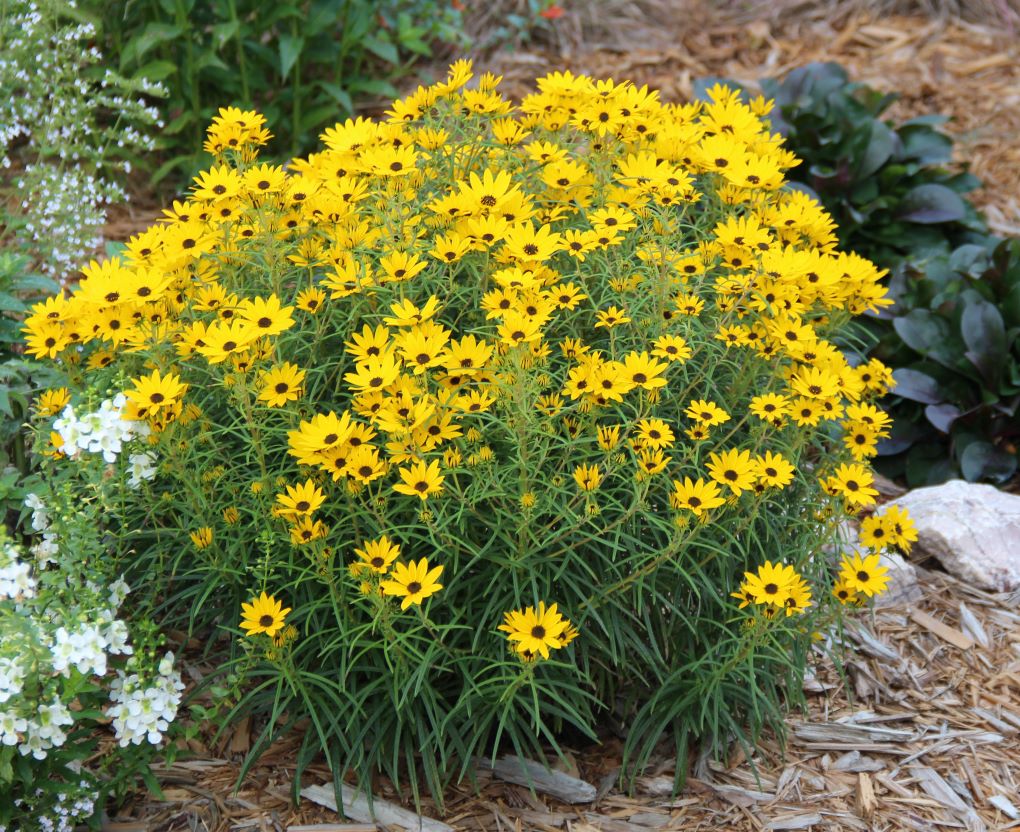 Helianthus salicifolius