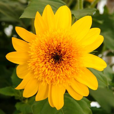 Sunfinity Double Yellow
