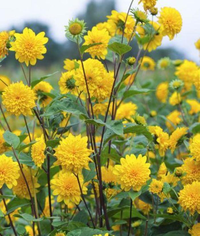 Helianthus 'Sunshine Daydream'