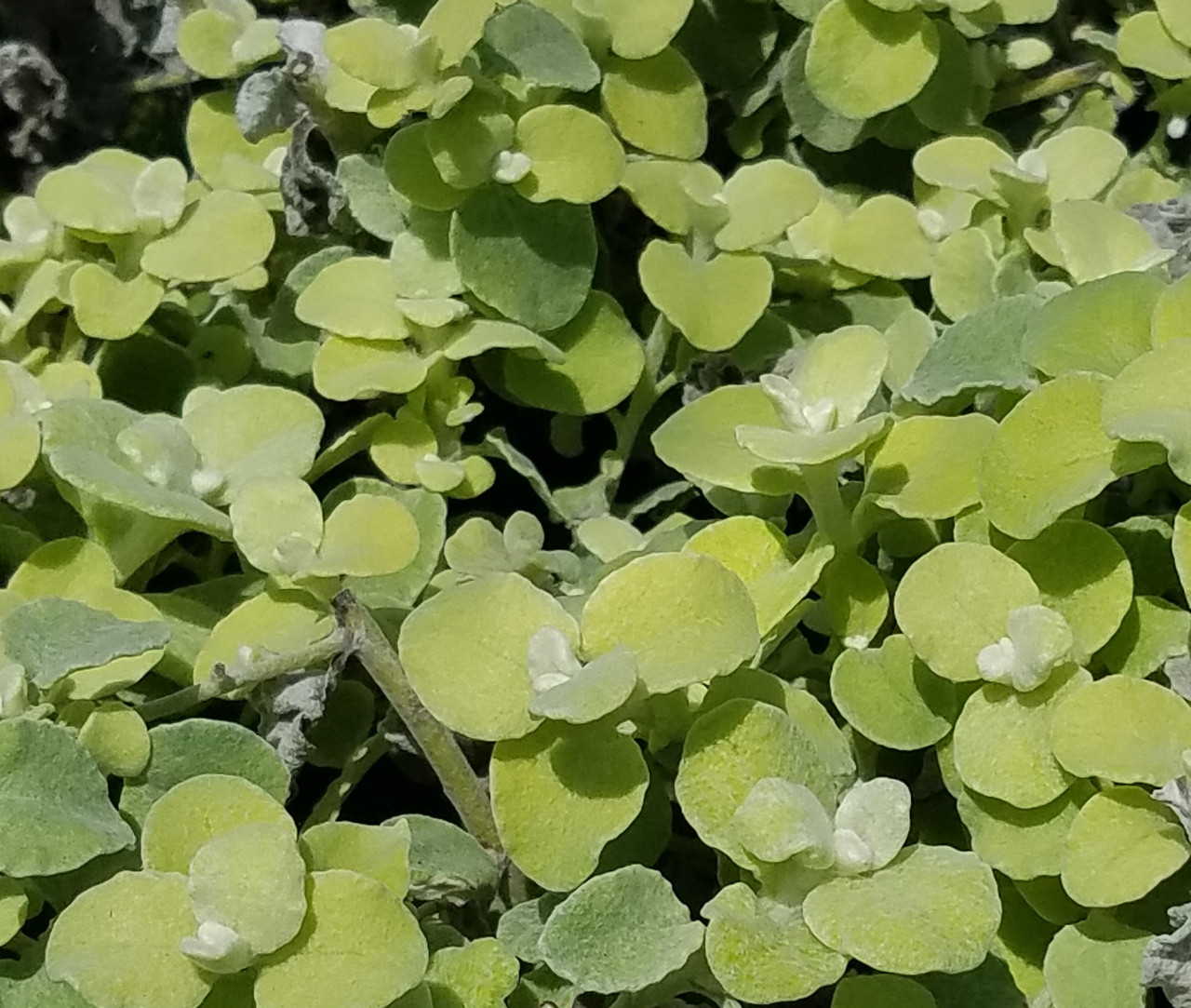 Helichrysum Limelight