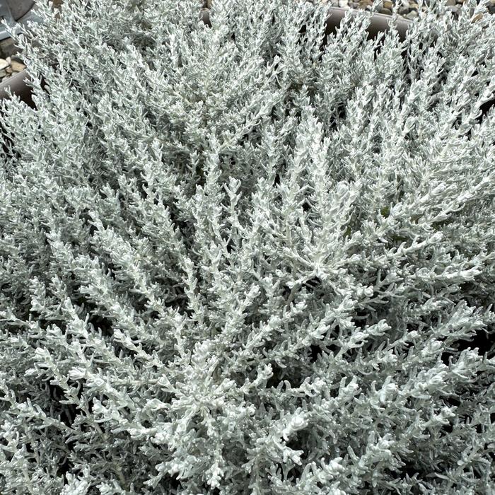 Helichrysum Silver Stitch