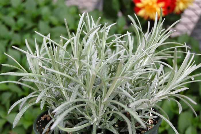 Helichrysum t. 'Silver Threads'