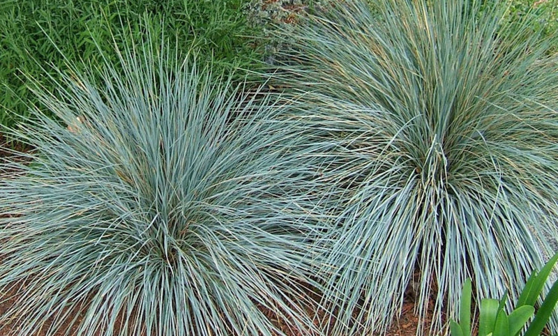 Grass - Helictotrichon s. 'Sapphire'