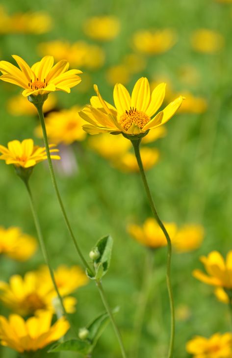 Heliopsis Helianthoides