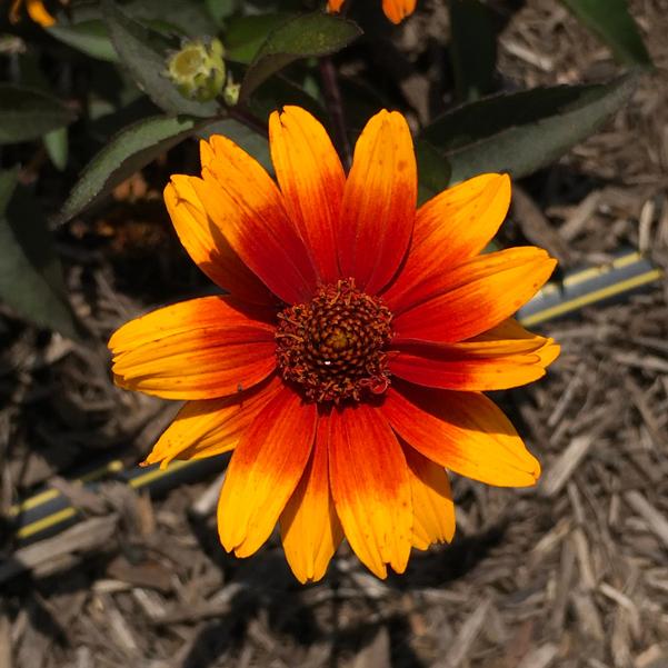 Heliopsis 'Summer Eclipse'