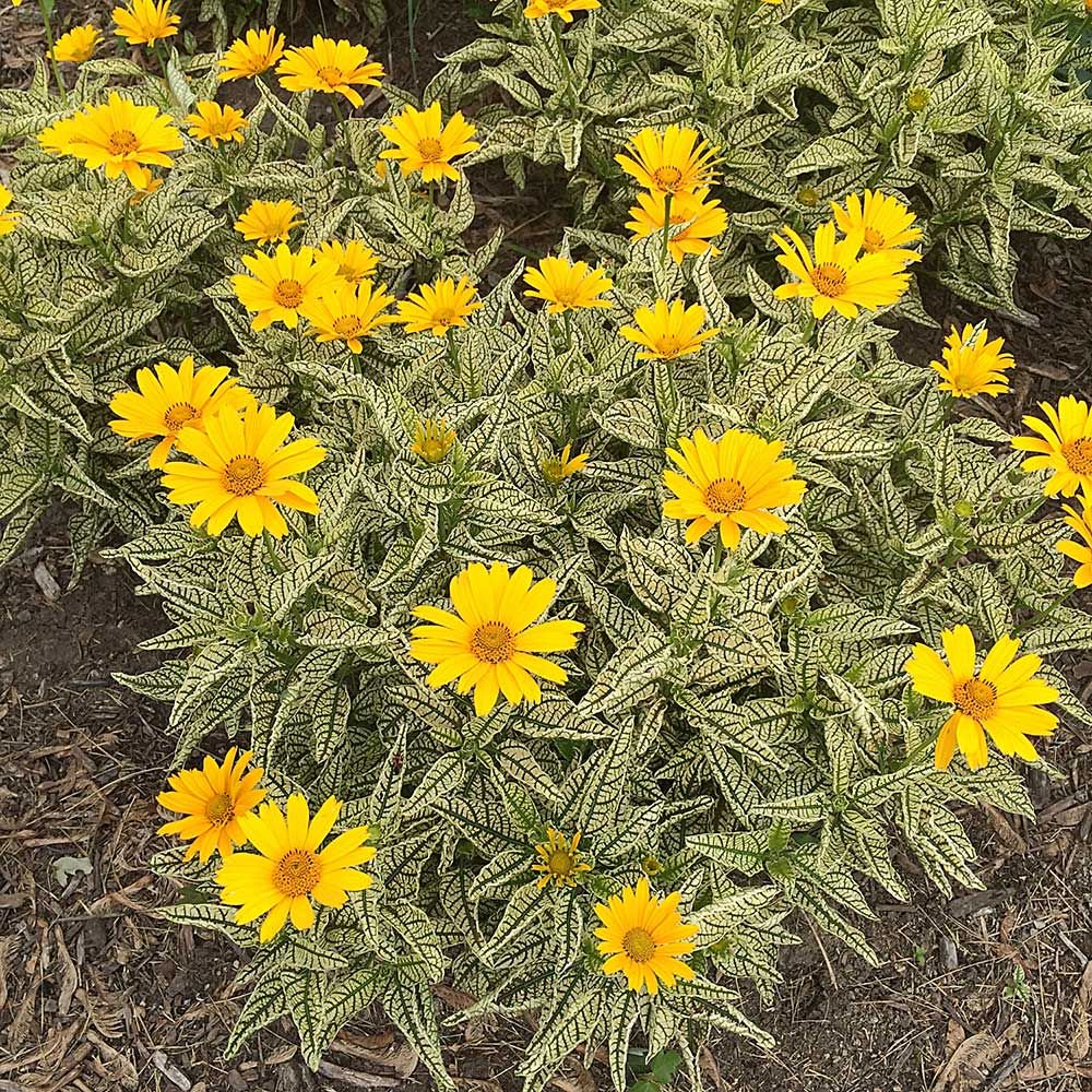 Heliopsis 'Sunstruck'