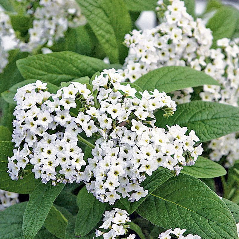 Heliotropium 'Marino White'