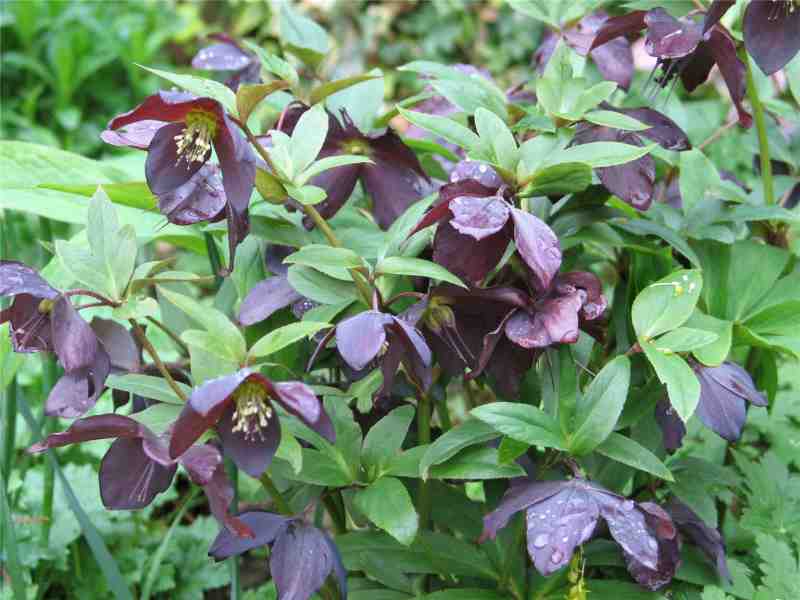 Helleborus 'Brandywine'