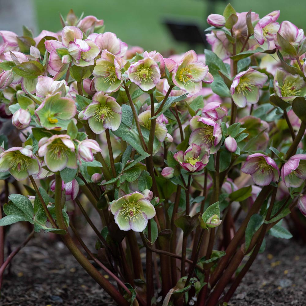 Helleborus Frostkiss 'Glenda Gloss'