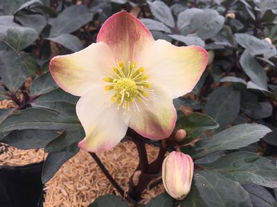 Helleborus HGC 'Mahogany Snow'