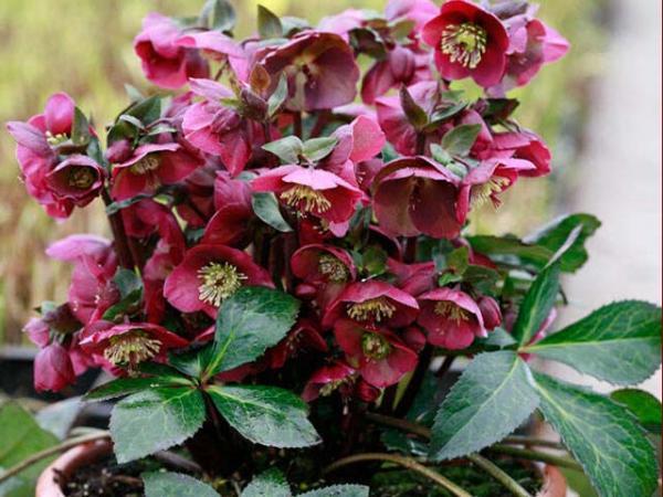 Helleborus Frost Kiss 'Anna's Red'