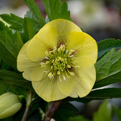 Helleborus Honeymoon 'California Dreaming'