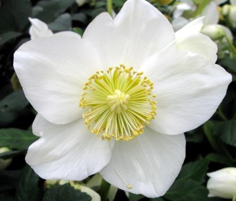 Helleborus HGC 'Jacob'