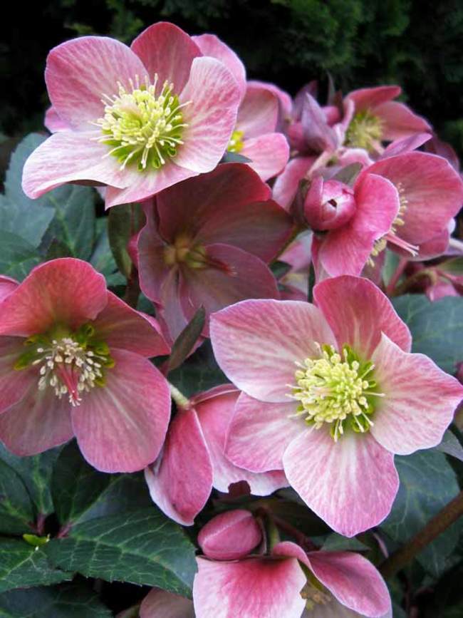 Helleborus HGC 'Merlin'