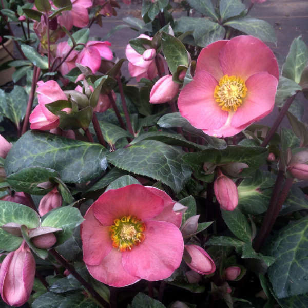 Helleborus FrostKiss 'Penny's Pink'