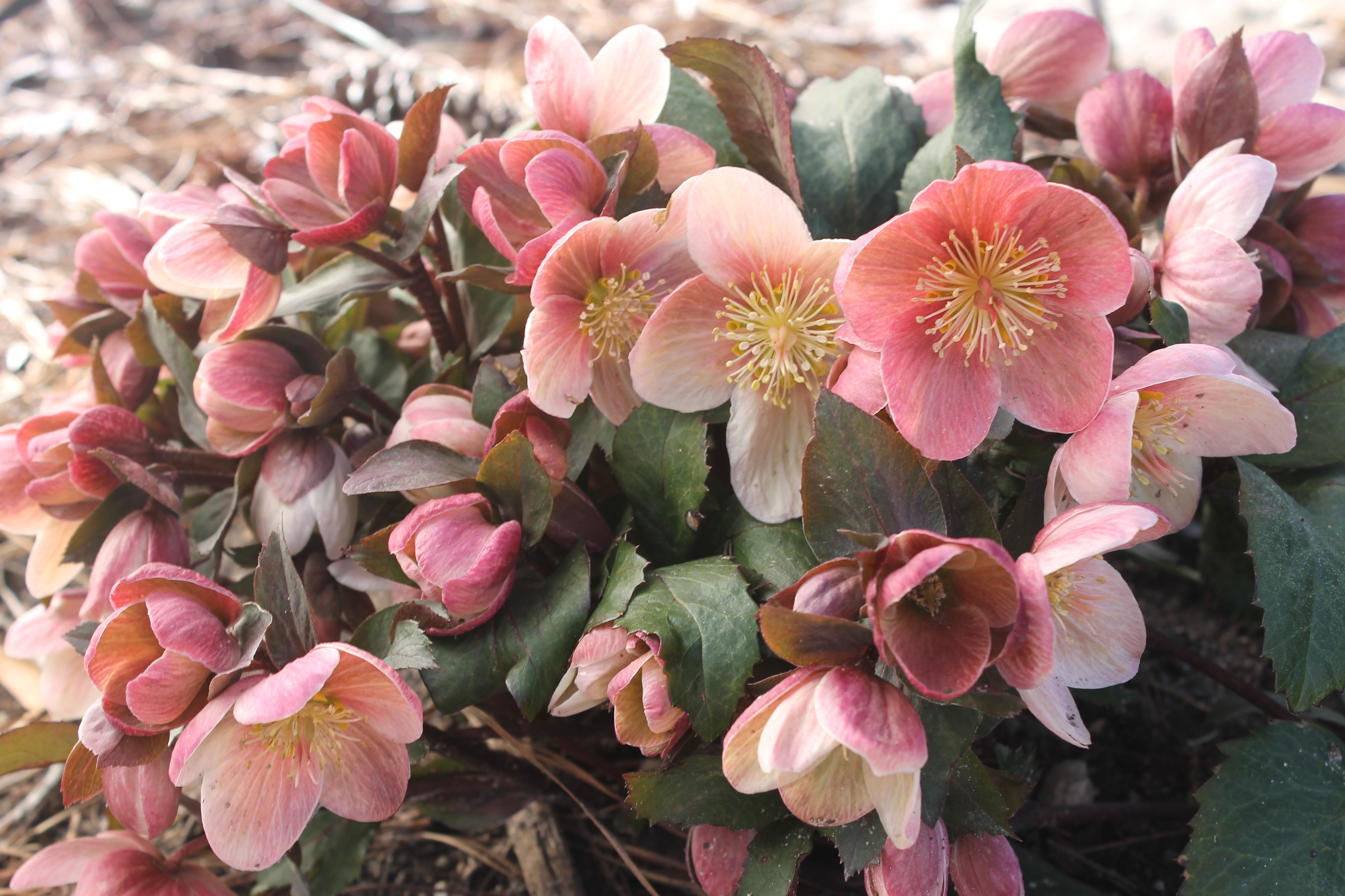 Helleborus HGC 'Pink Frost'