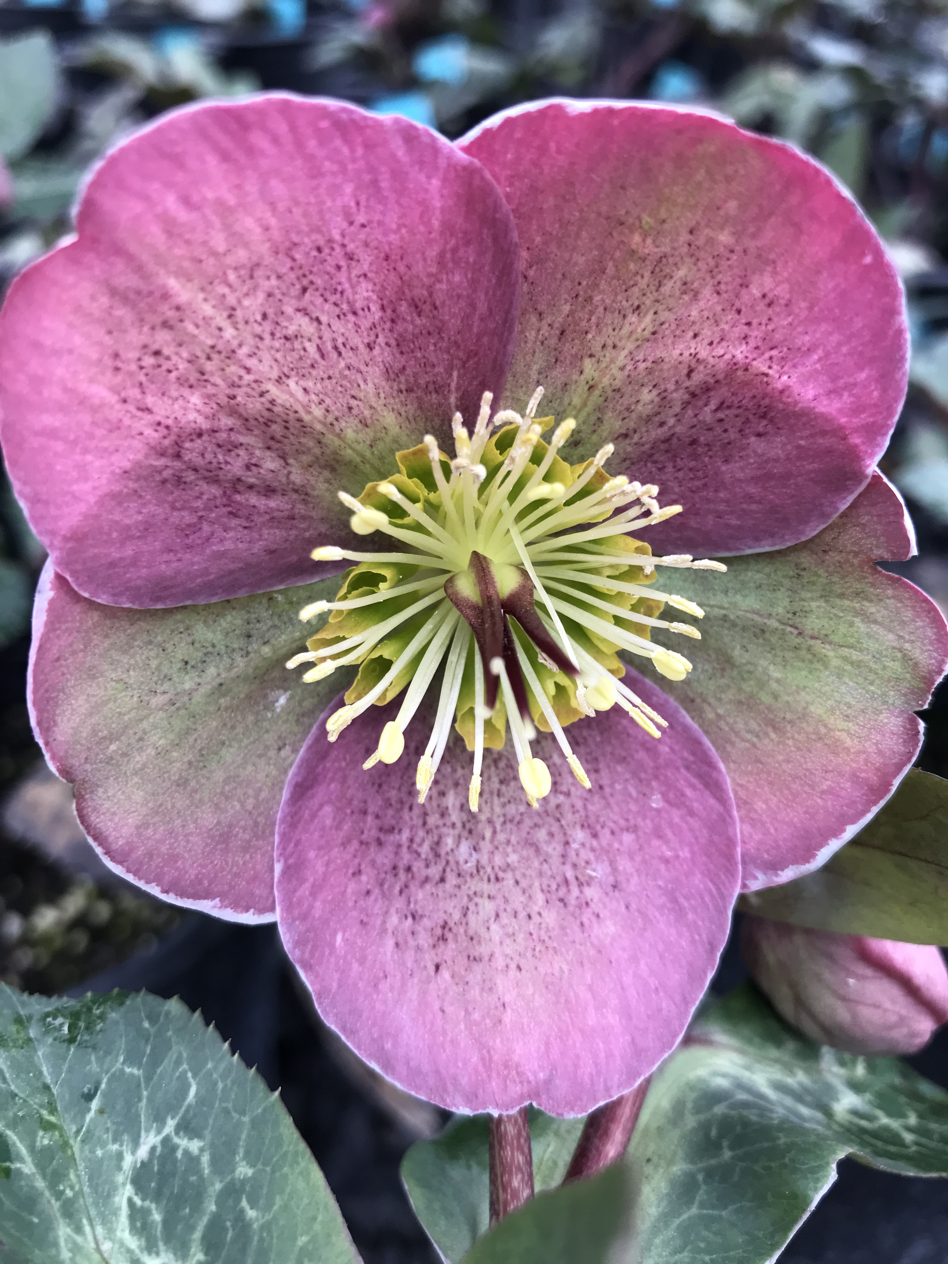 Helleborus Frostkiss 'Pippa's Purple'