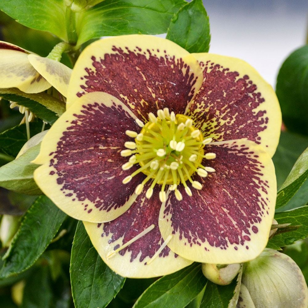 Helleborus Honeymoon 'Rio Carnival'