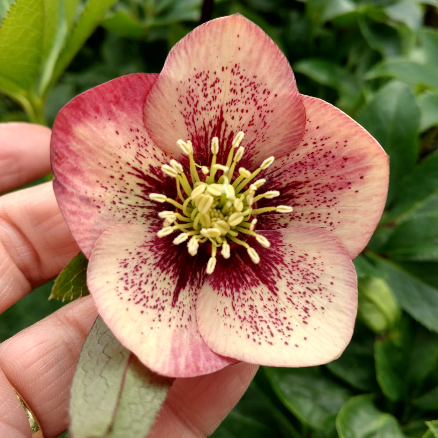 Helleborus Honeymoon 'Sandy Shores'