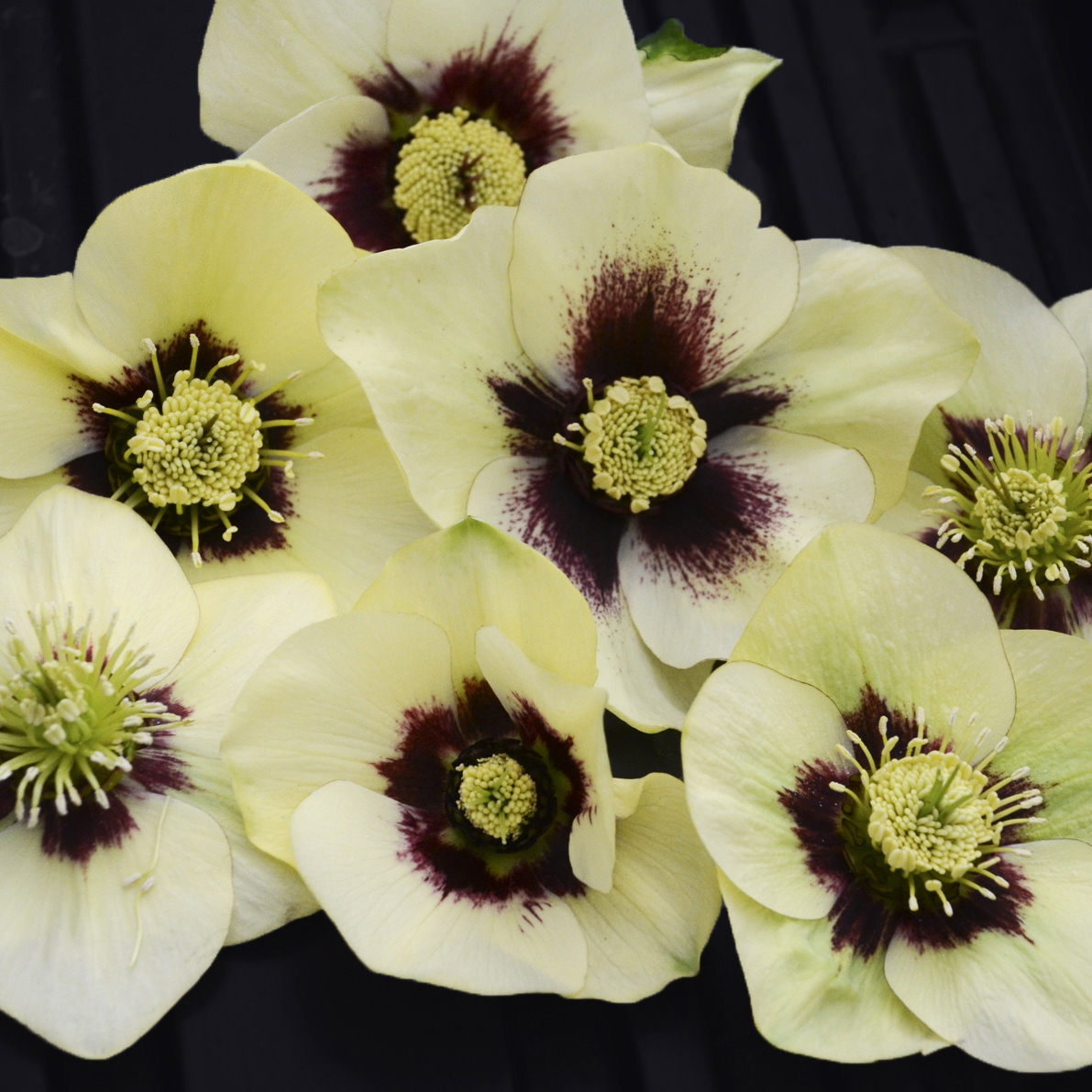 Helleborus Honeymoon 'Spanish Flare'