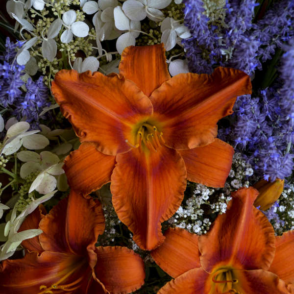 Hemerocallis Alabama Jubilee