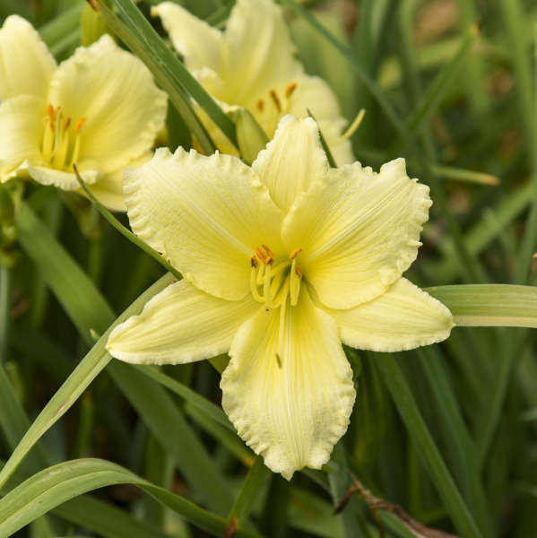 Hemerocallis 'Big Time Happy'